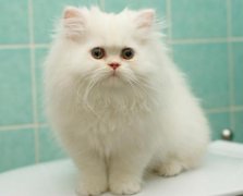 為什么越來越多的人都養貓？喵星人：我吃得少