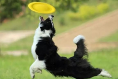 狗狗春季掉毛持續(xù)多久？如何改善愛寵的被毛？