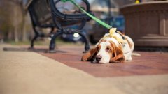 天氣熱了，寵主們請停止對狗狗的傷害！