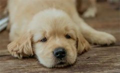 秋天，狗狗需要格外＂謹防＂的幾類疾病