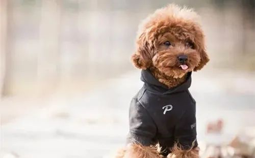 養狗，這些“低級錯誤”千萬不能犯！