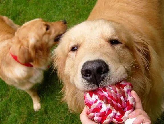 人生樂(lè)趣，從養(yǎng)一只金毛犬開始吧