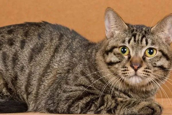 今天我們來(lái)盤點(diǎn)一下五種熱門的寵物貓，來(lái)看看你家的貓咪上榜了嗎？