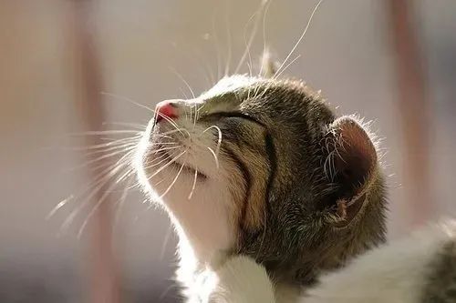 養貓忠告：這3件事一定要做，還有3件事千萬不要做！